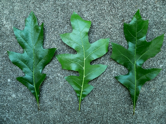 {Quercus georgiana}